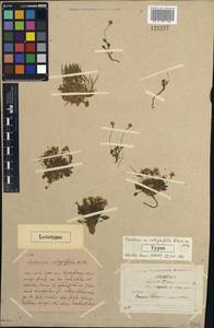 Cardamine bellidifolia L., Siberia, Yakutia (S5) (Russia)