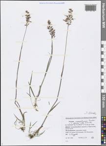 Trisetum sibiricum Rupr., Siberia, Western Siberia (S1) (Russia)