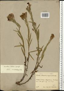 Dianthus chinensis, Eastern Europe, Central region (E4) (Russia)