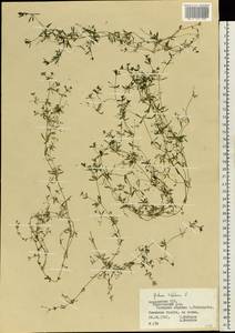 Galium trifidum L., Eastern Europe, Middle Volga region (E8) (Russia)