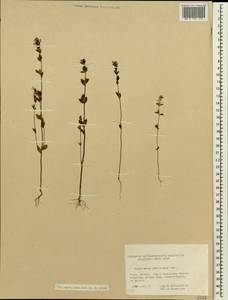 Euphrasia pectinata Ten., Siberia, Altai & Sayany Mountains (S2) (Russia)