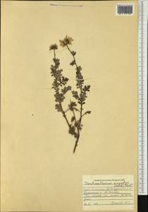 Chrysanthemum sinuatum Ledeb., Siberia, Altai & Sayany Mountains (S2) (Russia)