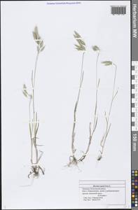 Bromus squarrosus L., Eastern Europe, Middle Volga region (E8) (Russia)