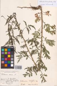 Artemisia tournefortiana Rchb., Eastern Europe, Middle Volga region (E8) (Russia)