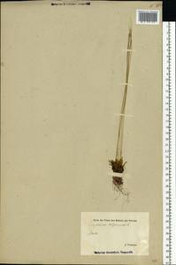 Trichophorum alpinum (L.) Pers., Eastern Europe, Estonia (E2c) (Estonia)