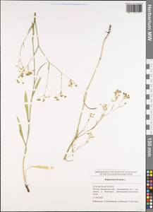 Bupleurum falcatum L., Eastern Europe, Middle Volga region (E8) (Russia)