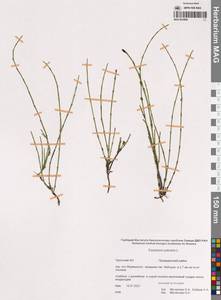 Equisetum palustre L., Siberia, Chukotka & Kamchatka (S7) (Russia)