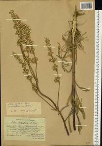 Silene densiflora d'Urv., Eastern Europe, South Ukrainian region (E12) (Ukraine)