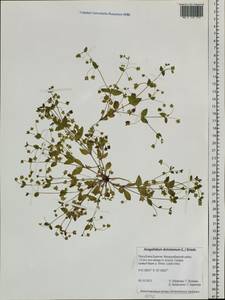 Swertia dichotoma L., Siberia, Baikal & Transbaikal region (S4) (Russia)