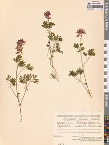 Corydalis buschii Nakai, Siberia, Russian Far East (S6) (Russia)