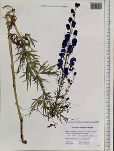 Aconitum ambiguum Rchb., Siberia, Baikal & Transbaikal region (S4) (Russia)