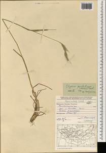 Elymus pendulinus (Nevski) Tzvelev, Mongolia (MONG) (Mongolia)