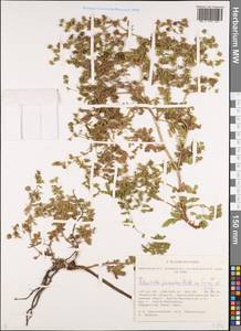 Potentilla supina subsp. paradoxa (Nutt. ex Torr. & A. Gray) Soják, Siberia, Western Siberia (S1) (Russia)