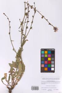 Cichorium intybus L., Eastern Europe, Moscow region (E4a) (Russia)