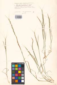 Aegilops cylindrica Host, Eastern Europe, Moscow region (E4a) (Russia)