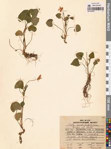Viola langsdorfii subsp. sachalinensis W.Becker, Siberia, Russian Far East (S6) (Russia)