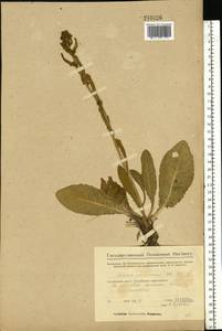 Jacobaea racemosa subsp. kirghisica (DC.) Galasso & Bartolucci, Eastern Europe, Eastern region (E10) (Russia)