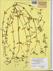 Stellaria neglecta, Caucasus, Black Sea Shore (from Novorossiysk to Adler) (K3) (Russia)