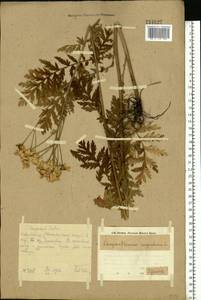 Tanacetum corymbosum subsp. corymbosum, Eastern Europe, Eastern region (E10) (Russia)