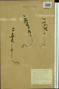 Ammannia baccifera L., Eastern Europe, Lower Volga region (E9) (Russia)