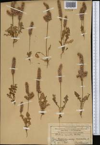 Psylliostachys spicata (Willd.) Nevski, Middle Asia, Western Tian Shan & Karatau (M3) (Kazakhstan)
