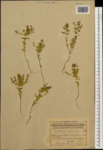 Aethionema carneum (Banks & Sol.) B. Fedtsch., Caucasus, Armenia (K5) (Armenia)