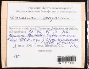 Dicranum scoparium Hedw., Bryophytes, Bryophytes - Krasnoyarsk Krai, Tyva & Khakassia (B17) (Russia)