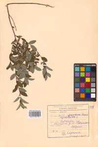 Salix myrtilloides L., Siberia, Russian Far East (S6) (Russia)