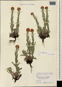 Helichrysum arenarium (L.) Moench, Crimea (KRYM) (Russia)