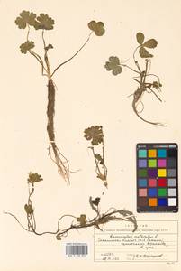 Ranunculus sceleratus L., Siberia, Russian Far East (S6) (Russia)