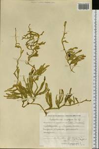 Spinulum annotinum subsp. dubium (Zoëga) J.H.Xue, Chepinoga & K.P.Ma, Siberia, Chukotka & Kamchatka (S7) (Russia)