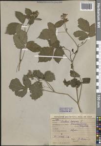 Rubus caesius L., Middle Asia, Western Tian Shan & Karatau (M3) (Uzbekistan)