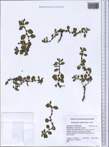 Polygonum cognatum subsp. cognatum, Middle Asia, Northern & Central Tian Shan (M4) (Kyrgyzstan)