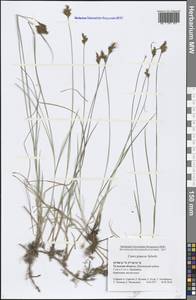 Carex praecox Schreb., Eastern Europe, Central region (E4) (Russia)