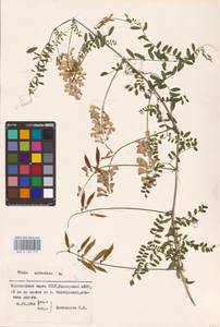 Vicia sylvatica L., Eastern Europe, Eastern region (E10) (Russia)