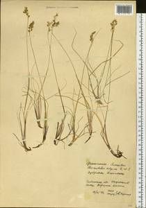 Anthoxanthum monticola (Bigelow) Veldkamp, Siberia, Baikal & Transbaikal region (S4) (Russia)