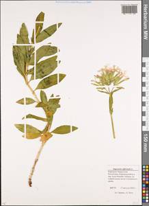 Saponaria officinalis L., Caucasus, Stavropol Krai, Karachay-Cherkessia & Kabardino-Balkaria (K1b) (Russia)