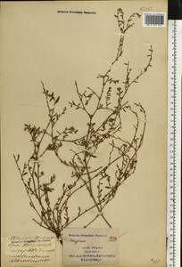 Polygonum aviculare L., Eastern Europe, South Ukrainian region (E12) (Ukraine)