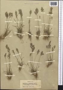 Poa bulbosa L., Middle Asia, Northern & Central Tian Shan (M4) (Kazakhstan)