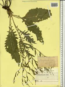 Klasea erucifolia (L.) Greuter & Wagenitz, Eastern Europe, North Ukrainian region (E11) (Ukraine)