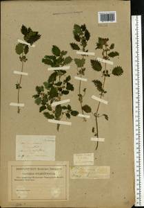 Urtica urens L., Eastern Europe, Central forest-and-steppe region (E6) (Russia)