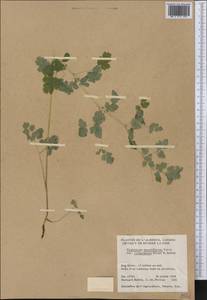 Thalictrum sparsiflorum Turcz. ex Fisch. & C. A. Mey., America (AMER) (Canada)