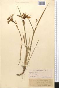 Iris ruthenica subsp. brevituba (Maxim.) Doronkin, Middle Asia, Northern & Central Tian Shan (M4) (Kyrgyzstan)