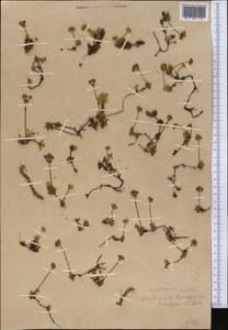 Androsace chamaejasme subsp. lehmanniana (Spreng.) Hultén, Middle Asia, Western Tian Shan & Karatau (M3)