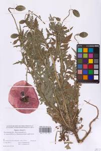 Papaver rhoeas L., Eastern Europe, Rostov Oblast (E12a) (Russia)