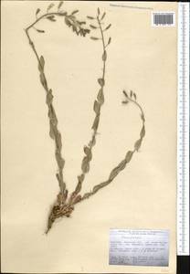 Brassicaceae, Middle Asia, Northern & Central Tian Shan (M4) (Kyrgyzstan)