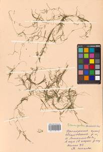 Potamogeton berchtoldii Fieber, Siberia, Russian Far East (S6) (Russia)