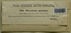 Dicranum spurium Hedw., Bryophytes, Bryophytes - Western Europe (BEu) (Austria)