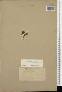 Minuartia hirsuta subsp. oreina Mattf., Caucasus, Turkish Caucasus (NE Turkey) (K7) (Turkey)