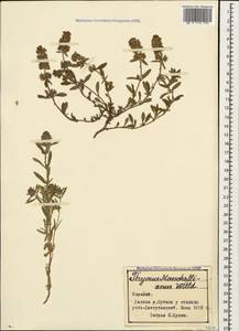 Thymus pannonicus All., Caucasus, Stavropol Krai, Karachay-Cherkessia & Kabardino-Balkaria (K1b) (Russia)